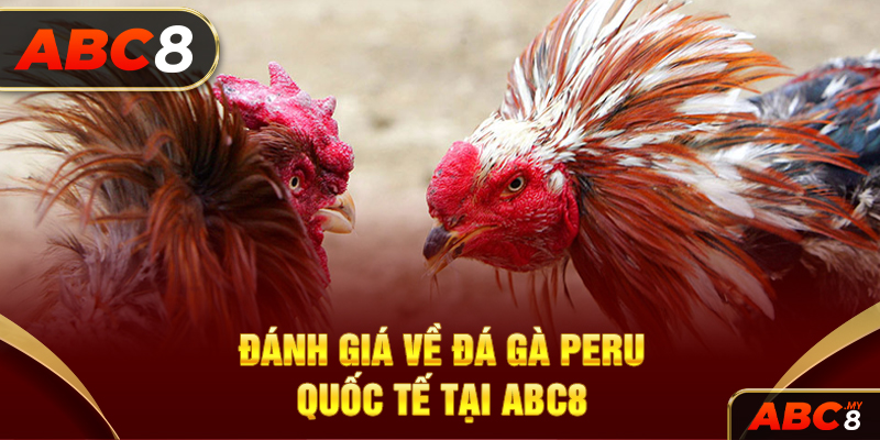 Đánh giá về đá gà Peru quốc tế tại ABC8