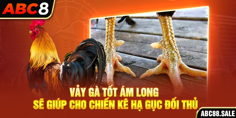 Vảy gà tốt Ám Long sẽ giúp cho chiến kê hạ gục đối thủ